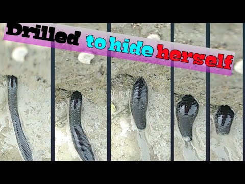 How She Drilled Earth To Hide Herself 😱😱😱∆ Brahminy Blind Snale ∆ Amazing Show