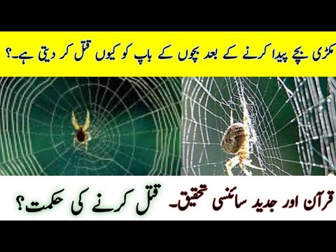Why female spider kill the male spider After mating. ||Science Behind Why Female Spider Kill Males||