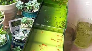 Awesome beautiful Aquarium Setup: Betta Fish, Goldfish, and Koi Care Tips #155