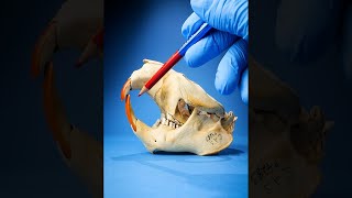 Why do beaver skulls have that gap?