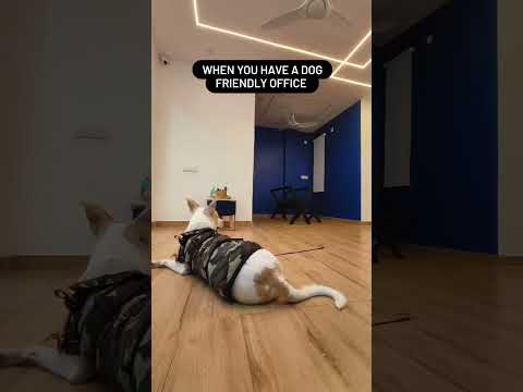 Dog Lover