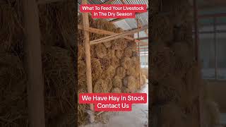 How We Made and Stored Thousands of Hay Bales #farminginafrica #goat #livestockfeed