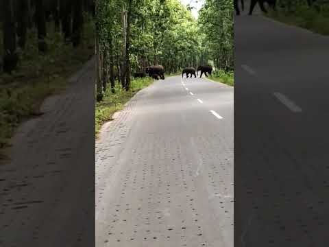 Elephant 🐘 road cross #elephant #elephants