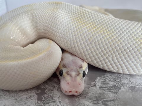 Pastel Ivory male H12