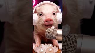 cerdito comiendo frutas #asmr #asmrviral