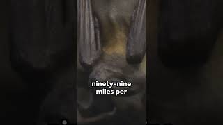 Unbelievable Facts Smallest, Fastest #facts #mindblown #amazingfacts #mindblowingdiscovery #funfacts