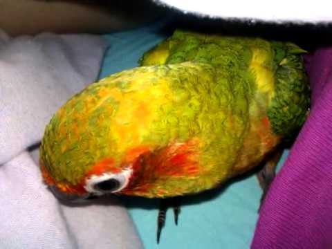 juno being weird