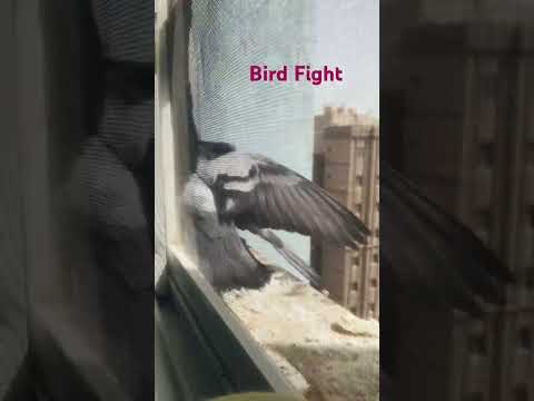 Bird Fight #nature #naturelovers #bird #crazyfrog
