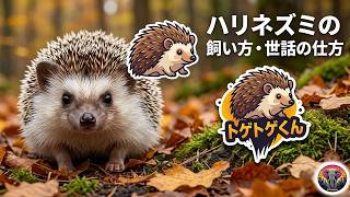 ハリネズミの飼い方は？ ｜動物ドキュメンタリー