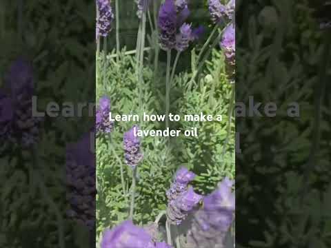 Learn how here: https://joanmorais.com/quick-method-for-heat-infused-lavender-oil/ #lavenderoil