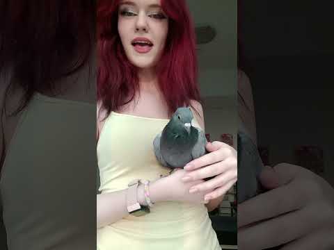 #птицы #birds #юмор #голуби #голубь