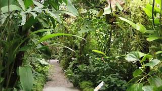 Amazing rainforest vibes
