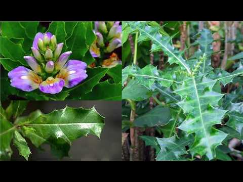 | CEYLON HERBAL PLANTS | - | EPISODE NO 17 [ ශ්‍රී ලාංකීය ඖෂධීය පැළෑටි - දහහත්වන කොටස]