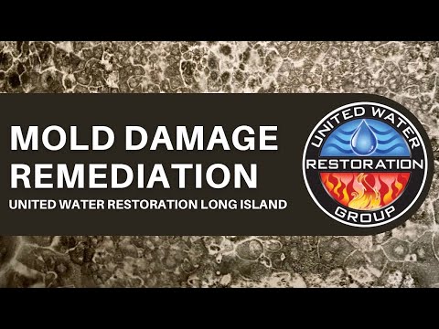 Mold Remediation & Removal Services Long Island