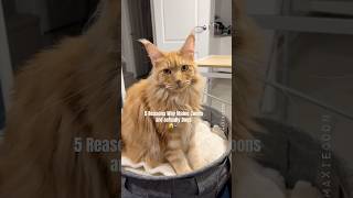 Why Maine Coon Cats Are Actually Dogs 🙀#catfacts #mainecoon #didyouknow