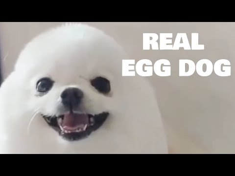 real eggdog so cute