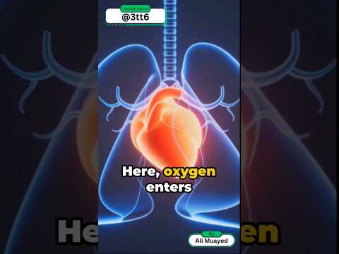 Breathe Easy: A Quick Dive into the Human Respiratory System.  #respiration#science#biology