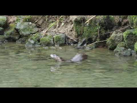 Otter playing in creek.