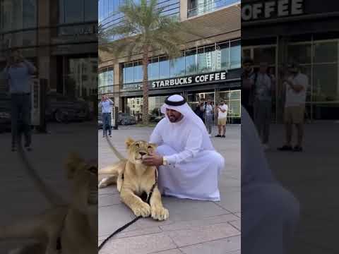 DUBAI Pet. Do you beleive it?