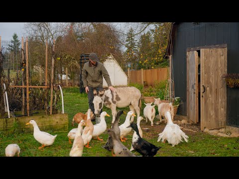 A Cozy Fall Day on the Farm: Animals, Chores & Simple Living