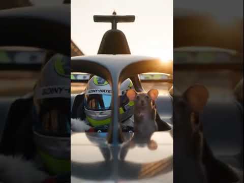 “APXGP Vertical Lap: Cat & Mouse Go Live at 300km/h!” #catandmouse #cattravels #cutepets #kitten