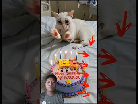 #animalintelligence #cat #cake #o #cute#aiandcats #happybirthday #aicats #funny#kitten #o