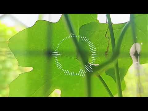 si lemah penyelamat dunia full episode sub indo