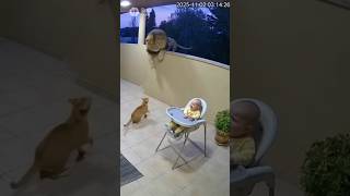 CCTV camera caught shocking incident shocked 😳😲😲 viral video ai trending videos #animals #animals