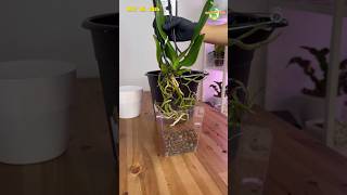 Let’s Repot This Orchid to Clay Pebbles Using Clear Container from Dolar Tree #orchids #plants