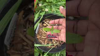 Subscribe for updates! #gardening #containergardening #gardeningtips #gardeningforbeginners #shorts