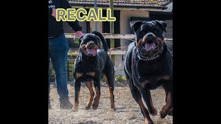 Recall Training Made Easy