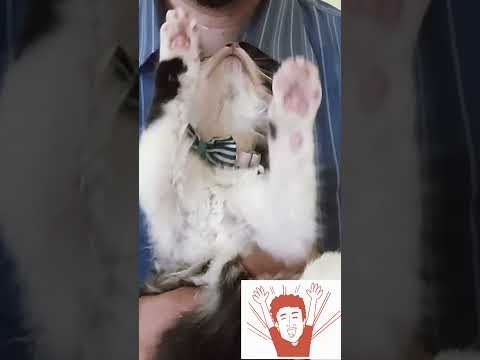 hooray! 万歳(banzai)! yeah! #funnycat  #hooray #congratulations #cheers