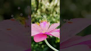 Flower animation using geometry nodes in blender.#b3d #blender3d #geometrynodes