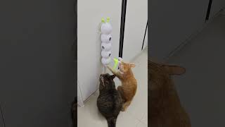 Smart sensor cat toy #cat #bestpetsupplies #pets