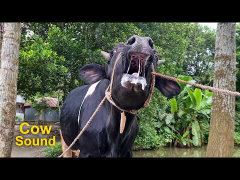 Real Cow Videos and Cow Sound | Cow Moo Sound Variations