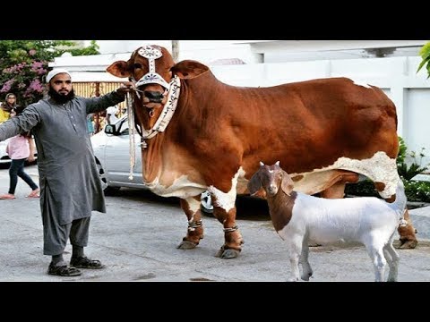 কুরবানী সর্ম্পকে যে তথ্যগুলো না জানলেই নয়, মুসলিম হিসাবে সবার-ই জানা দরকার || Biggest Kurbani Animal