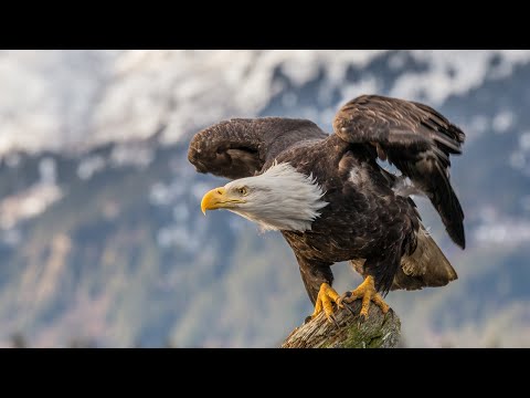 Like vultures fox and cat ,Why do you vomit on the enemies?… See more 🐦🐦