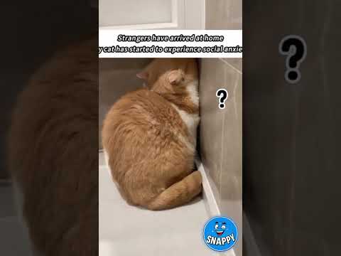 Cats Running Away in the Funniest Ways 😹✨#SnappyWorld#Shorts #FunnyCats#CuteCats#Cat#Meo#viral#funny