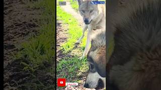 Very Aggressive wolf vs Dog #viral #shorts #wolfs #dogs