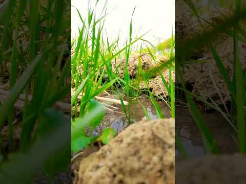 like and subskribe