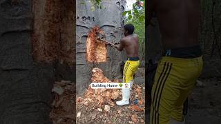 Unbelievable: This is how Africans Build Homes inside Giant Baobab Tree 🌳 🏠