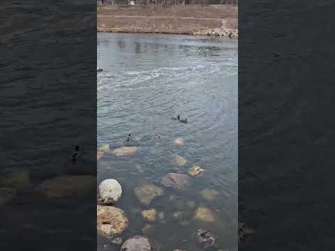 River Park in Albany Park Chicago 2025