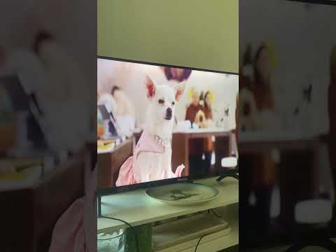 #music #dog #chihuahuanation   Just having lunch enjoying the view…