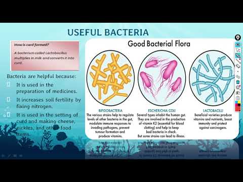 NCERT CLASS-8 SCIENCE, CHAPTER-2 MICROORGANISMS- PART-3