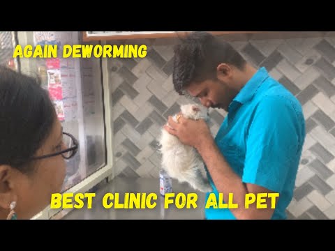 Best clinic for all pet in Ahmedabad | Deworming of Doremon | krrishi rathore  #persiancat #cutecat