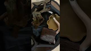 Ball python exploring! #reels #reptiles #ballpythonmorph #piedballpython #animals #snake #shorts