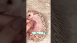 Feisty Hedgehog Munches on Pet Parent's Nose!