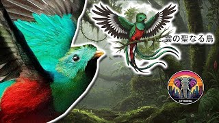 メソアメリカケツァール | 動物ドキュメンタリー