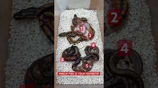 Which PIED combo Ball Python is your FAVORITE!?
