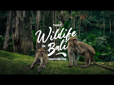 Wildlife in Bali, Monkeys #drone #4k